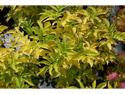 Sambucus racemosa