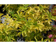 Sambucus racemosa Plumosa Aurea