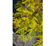 Sambucus racemosa Welsh Gold