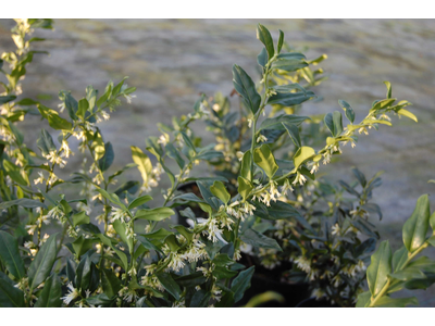 Sarcococca confusa