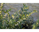 Sarcococca confusa