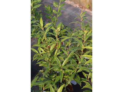 Sarcococca hookeriana var. digyna