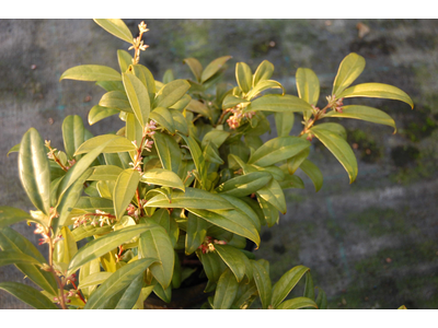 Sarcococca hookeriana var. humilis