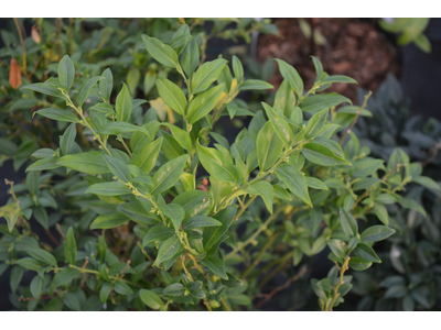 Sarcococca ruscifolia