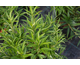 Sarcococca saligna None