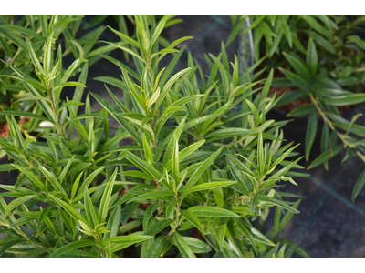 Sarcococca saligna