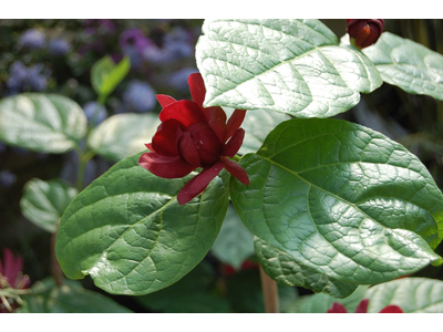 Calycanthus raulstonii