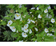 Solanum rantonettii None