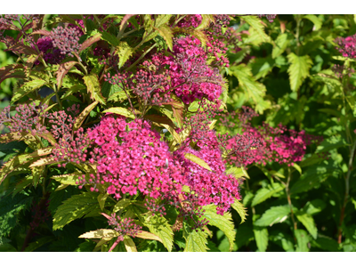 Spiraea japonica