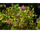 Spiraea japonica