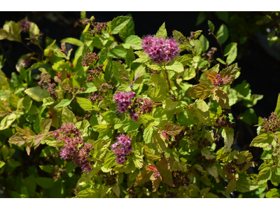 Spiraea japonica