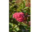 Spiraea japonica