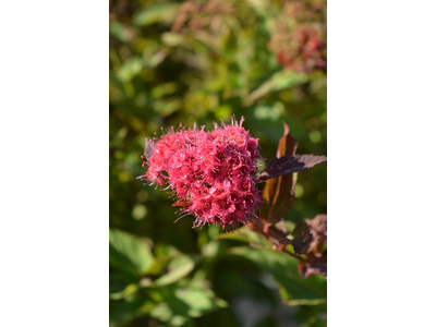 Spiraea japonica