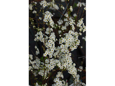 Spiraea arguta