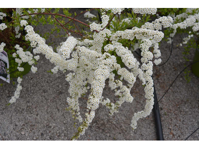 Spiraea cinerea