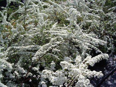 Spiraea cinerea