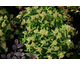 Spiraea japonica Albiflora