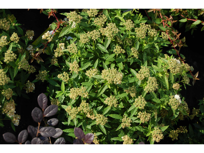 Spiraea japonica