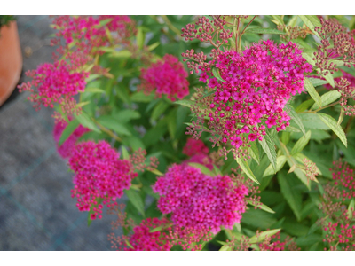 Spiraea japonica