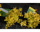 Spiraea japonica Candlelight