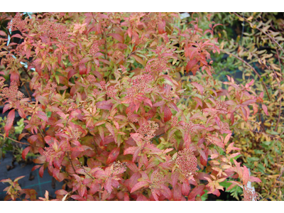Spiraea x bumalda