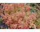 Spiraea x bumalda Dart's Red