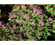 Spiraea japonica Double Play Artist ®