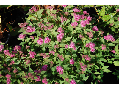 Spiraea japonica