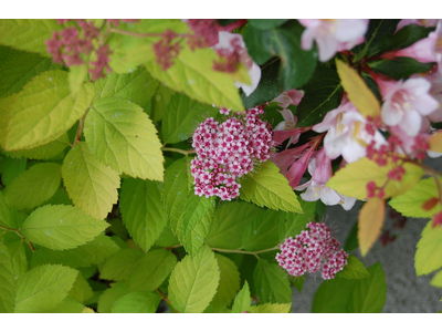 Spiraea japonica