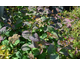 Spiraea japonica Double Play Blue Kazoo ® PW
