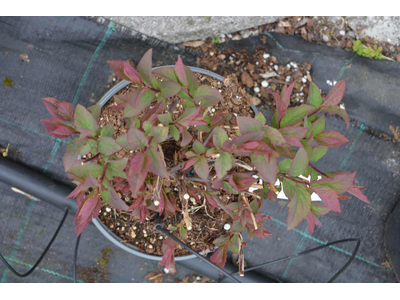 Spiraea japonica