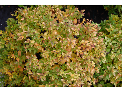 Spiraea japonica