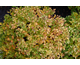 Spiraea japonica Double Play Gold ®