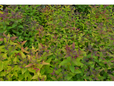 Spiraea japonica