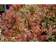 Spiraea japonica Firelight