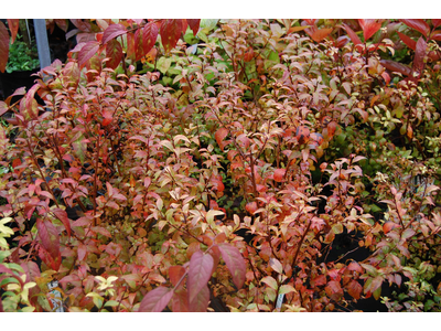 Spiraea japonica