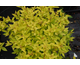 Spiraea japonica Goldmound