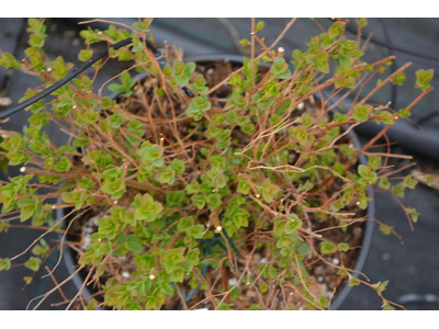 Spiraea japonica