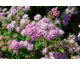 Spiraea japonica