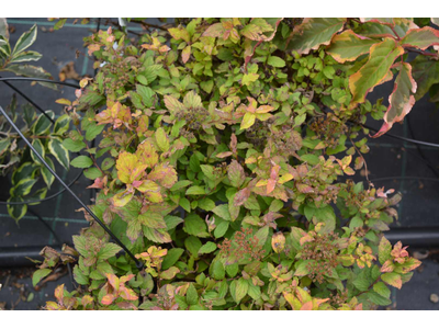 Spiraea japonica