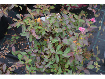 Spiraea japonica