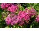 Spiraea japonica Shirobana