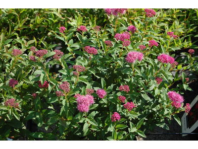 Spiraea japonica