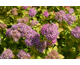 Spiraea japonica Zen's Spirit ® Caramel