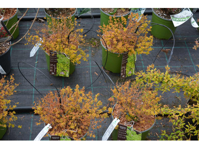 Spiraea japonica