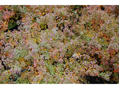 Spiraea nipponica