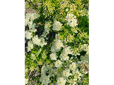 Spiraea nipponica