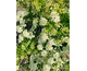 Spiraea nipponica Wedding Cake ® PW
