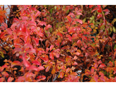 Spiraea nipponica