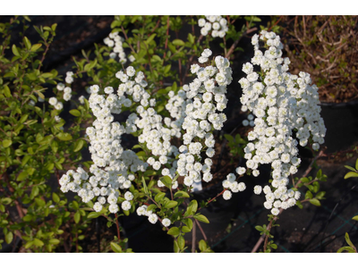 Spiraea prunifolia var. pleniflora